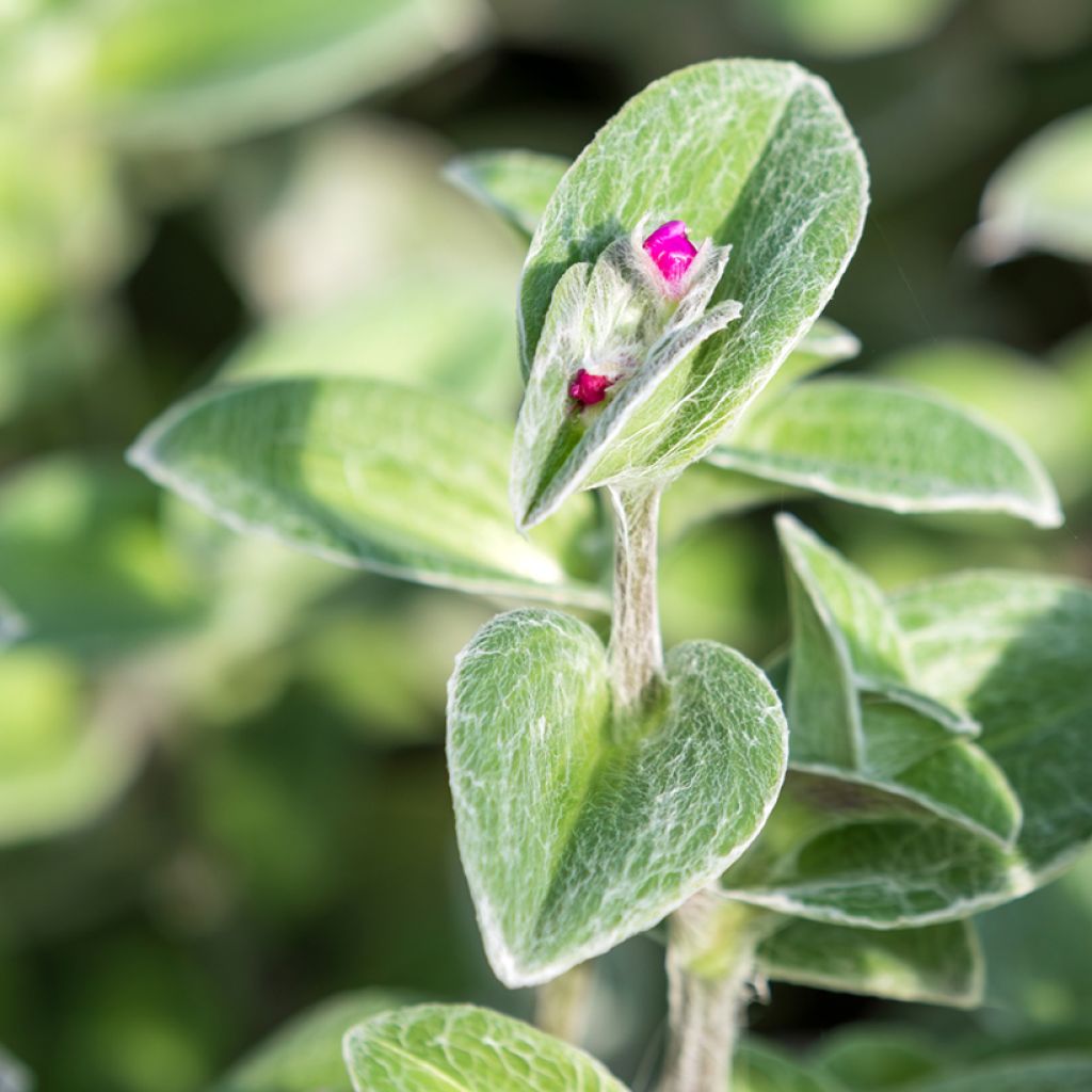 Tradescantia sillamontana - Misère laineuse