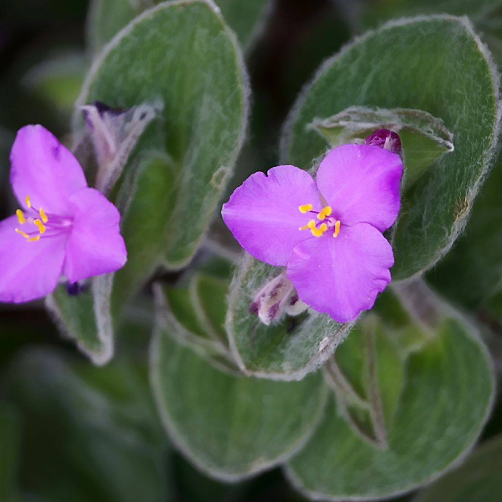 Tradescantia sillamontana - Misère laineuse