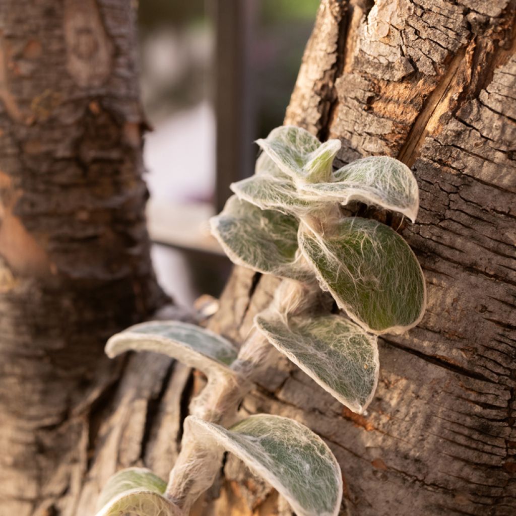 Tradescantia sillamontana - Misère laineuse