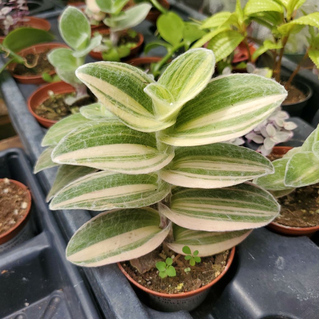 Tradescantia Brightness