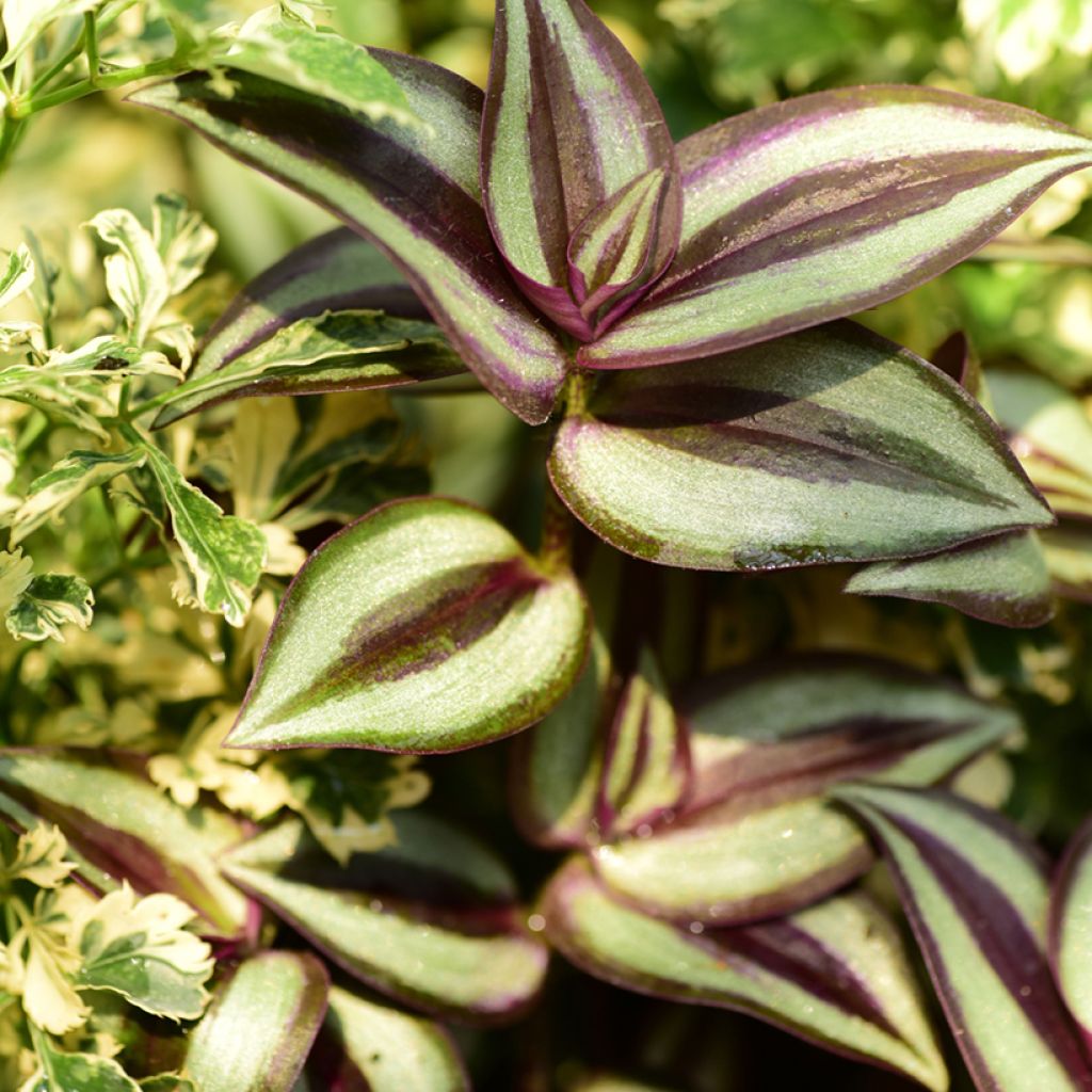 Tradescantia zebrina Pink Joy