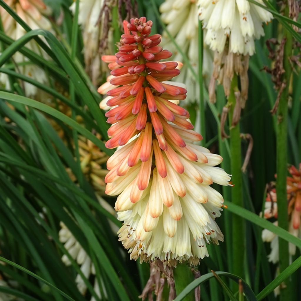 Tritoma - Kniphofia Orange Vanilla Popsicle