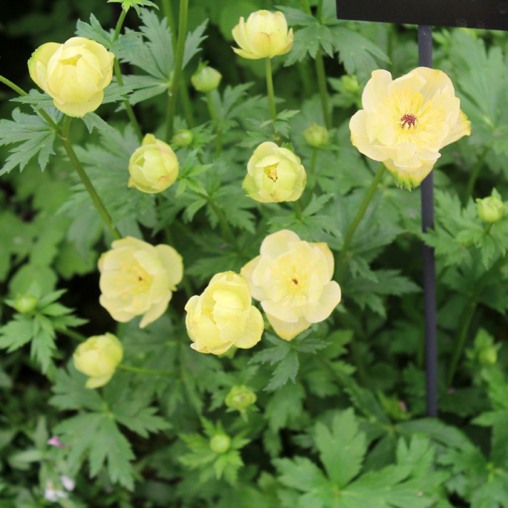 Trolle - Trollius cultorum Cheddar