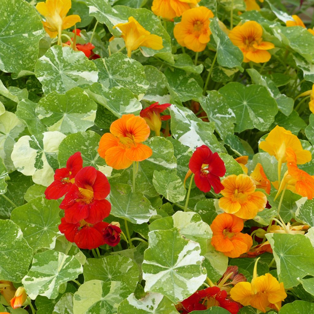 Graines de Capucine naine Alaska en mélange - Tropaeolum majus