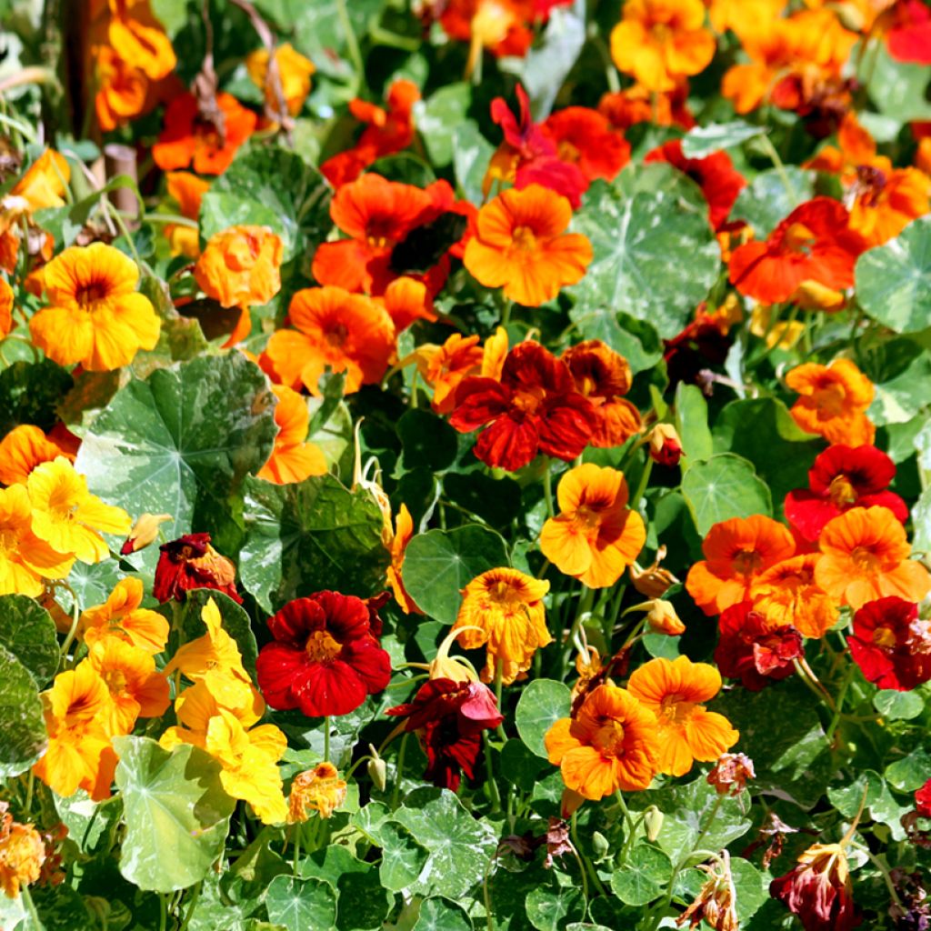 Graines de Capucine grimpante Jewel of Africa - Tropaeolum majus