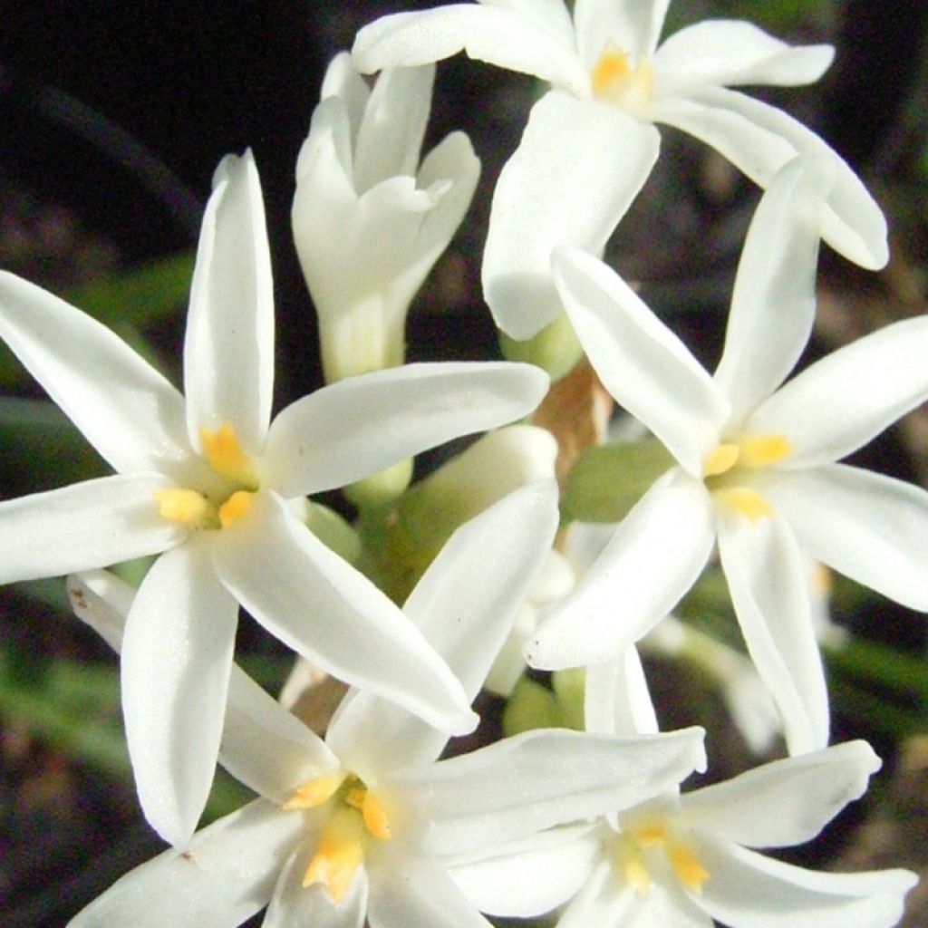 Tulbaghia violacea Savannah Lightning - Tulbaghie 