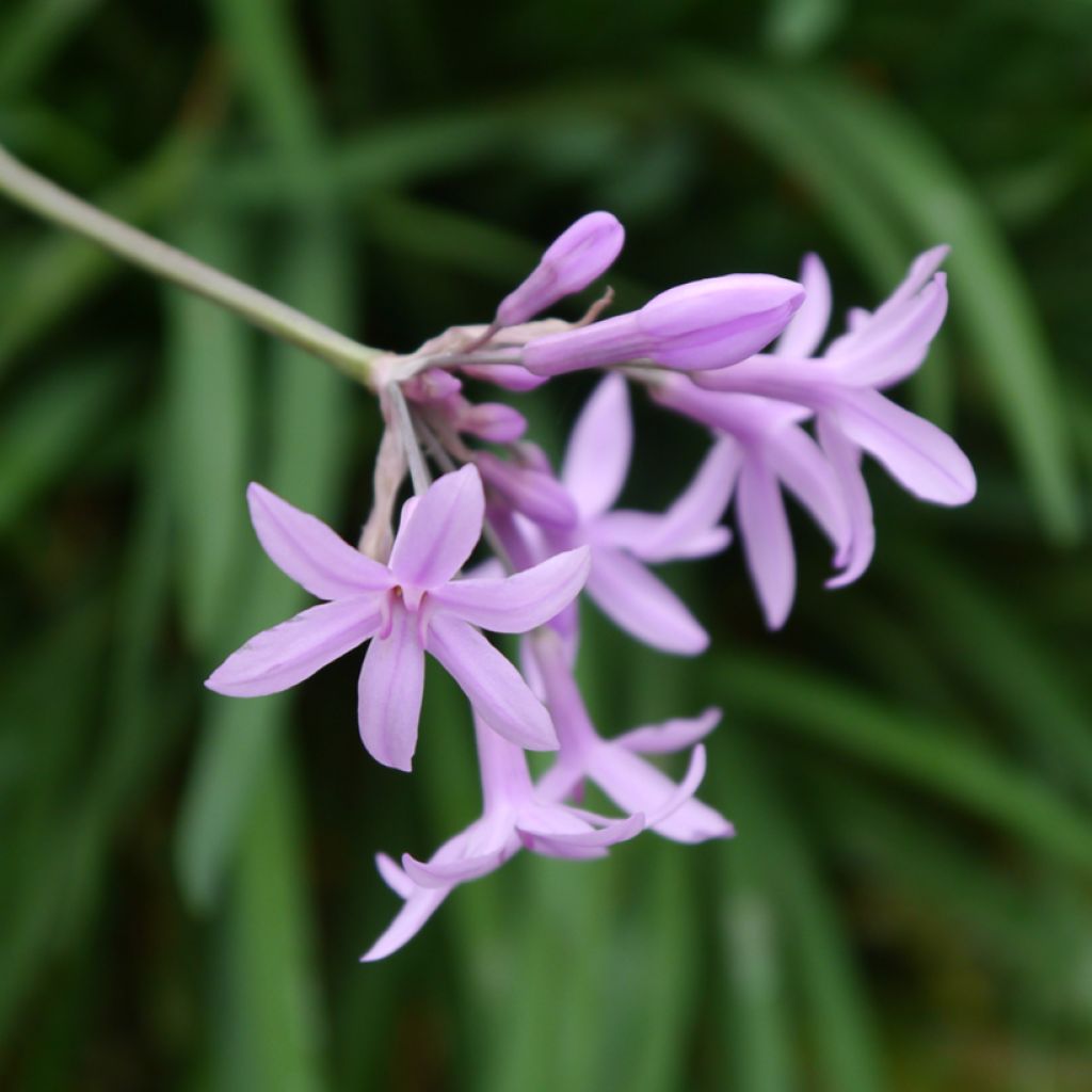 Tulbaghia Fairy Star - Tulbaghie