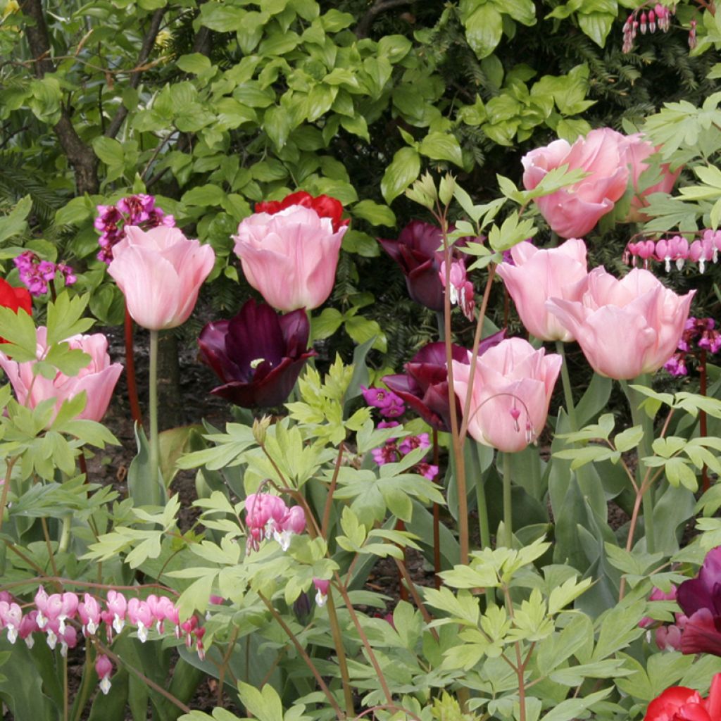 Tulipe Triomphe Beauty Queen*