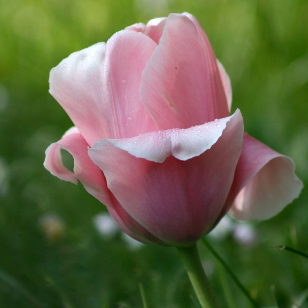 Tulipe Triomphe Beauty Queen*