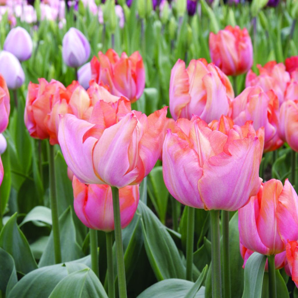 Tulipe Triomphe Jochem