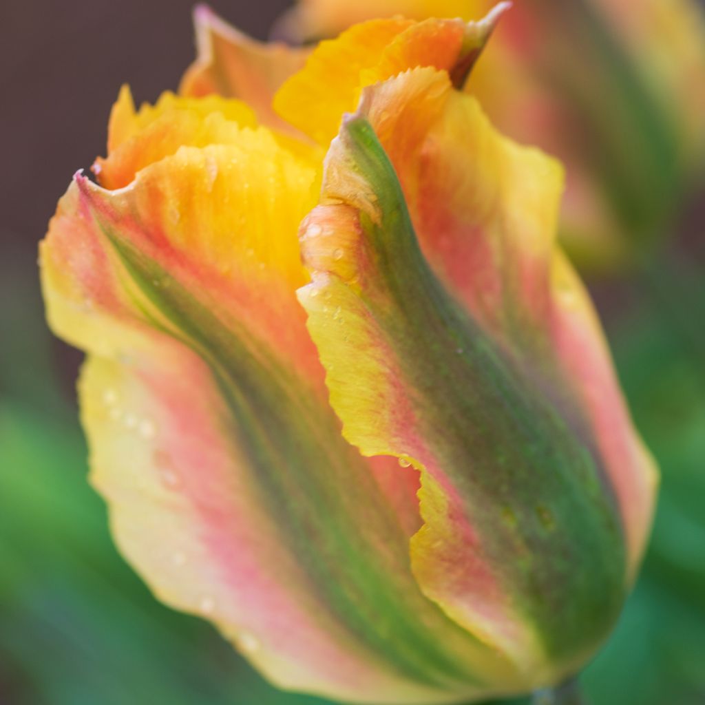 Tulipe viridiflora Golden Artist