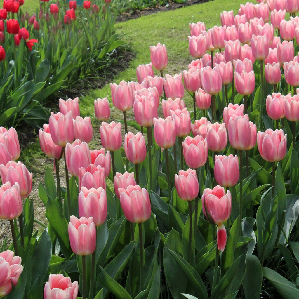 Tulipe Darwin Apricot Delight