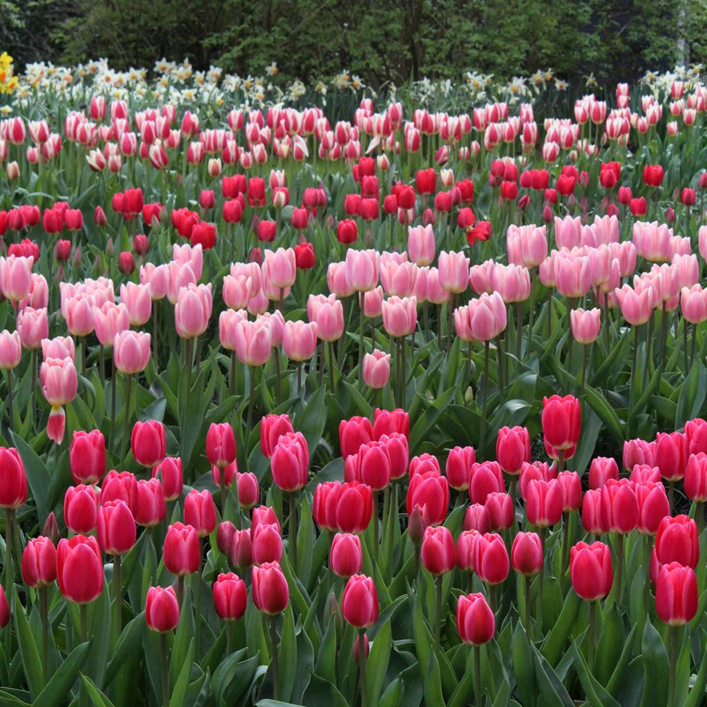 Tulipe Darwin Cherry Delight