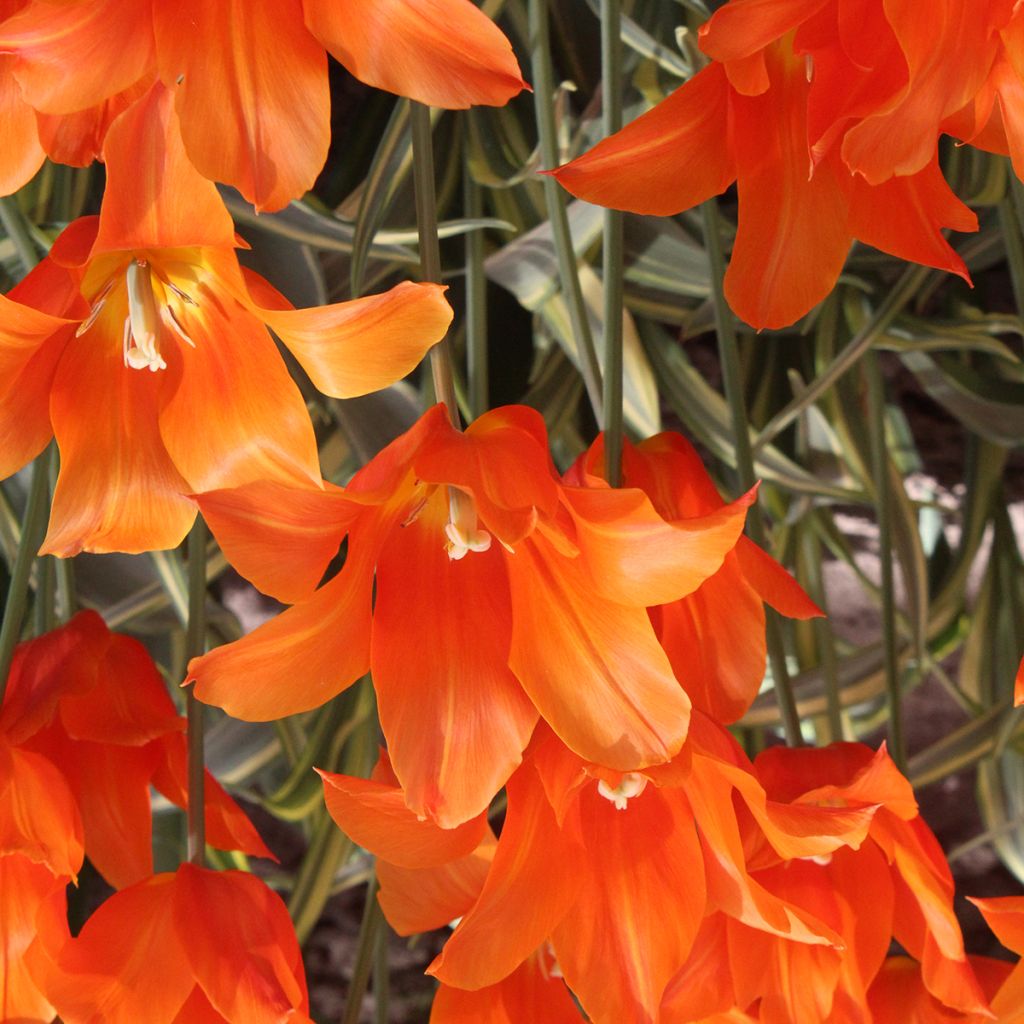 Tulipe Fleur de Lis Ballerina