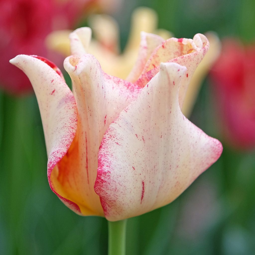 Tulipe Striped Crown