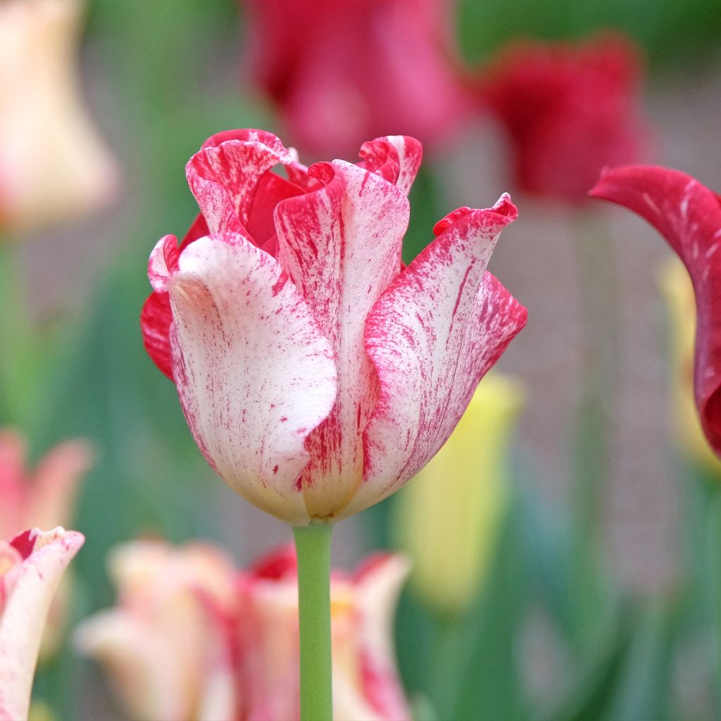Tulipe Striped Crown
