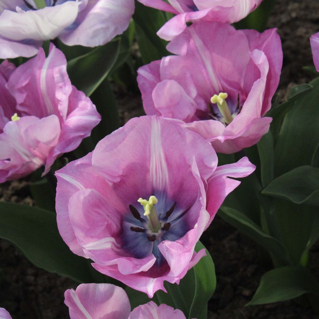 Tulipe Triomphe Carré