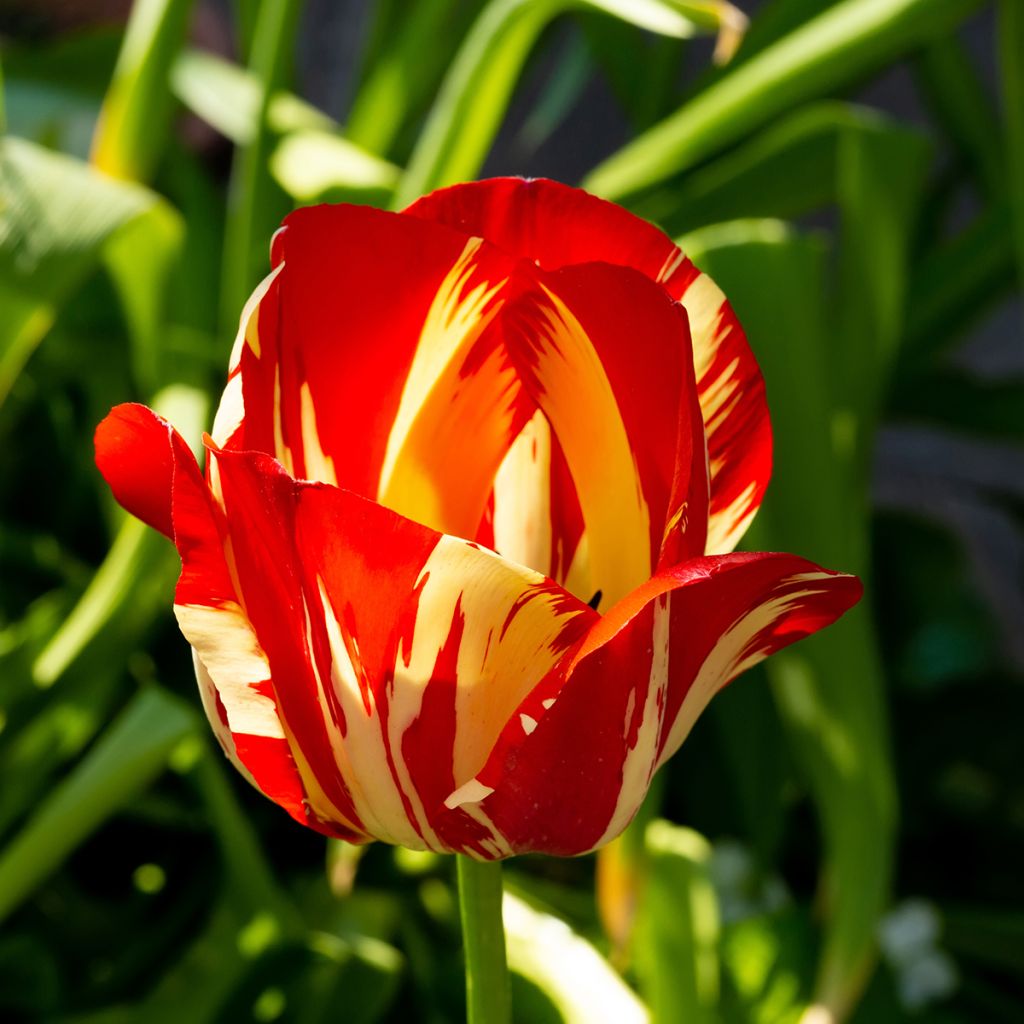 Tulipe Triomphe Helmar