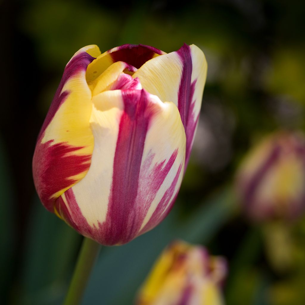 Tulipe Triomphe Helmar