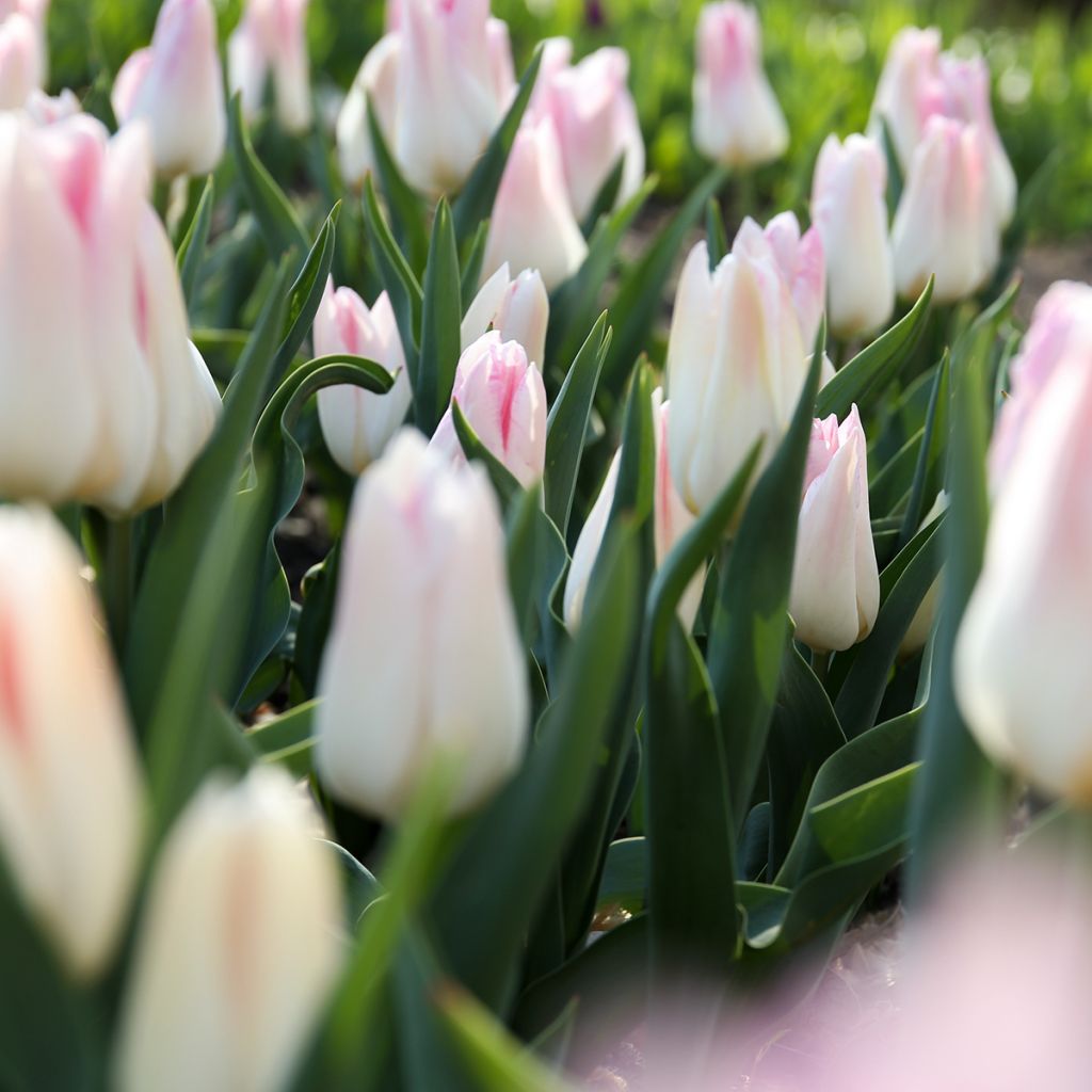 Tulipe Triomphe Kyoko Takahashi