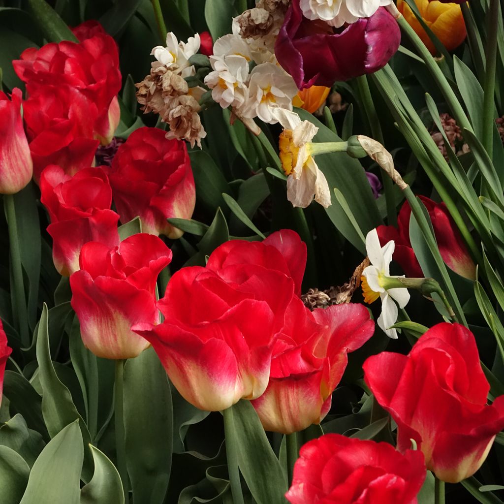 Tulipe Triomphe Match