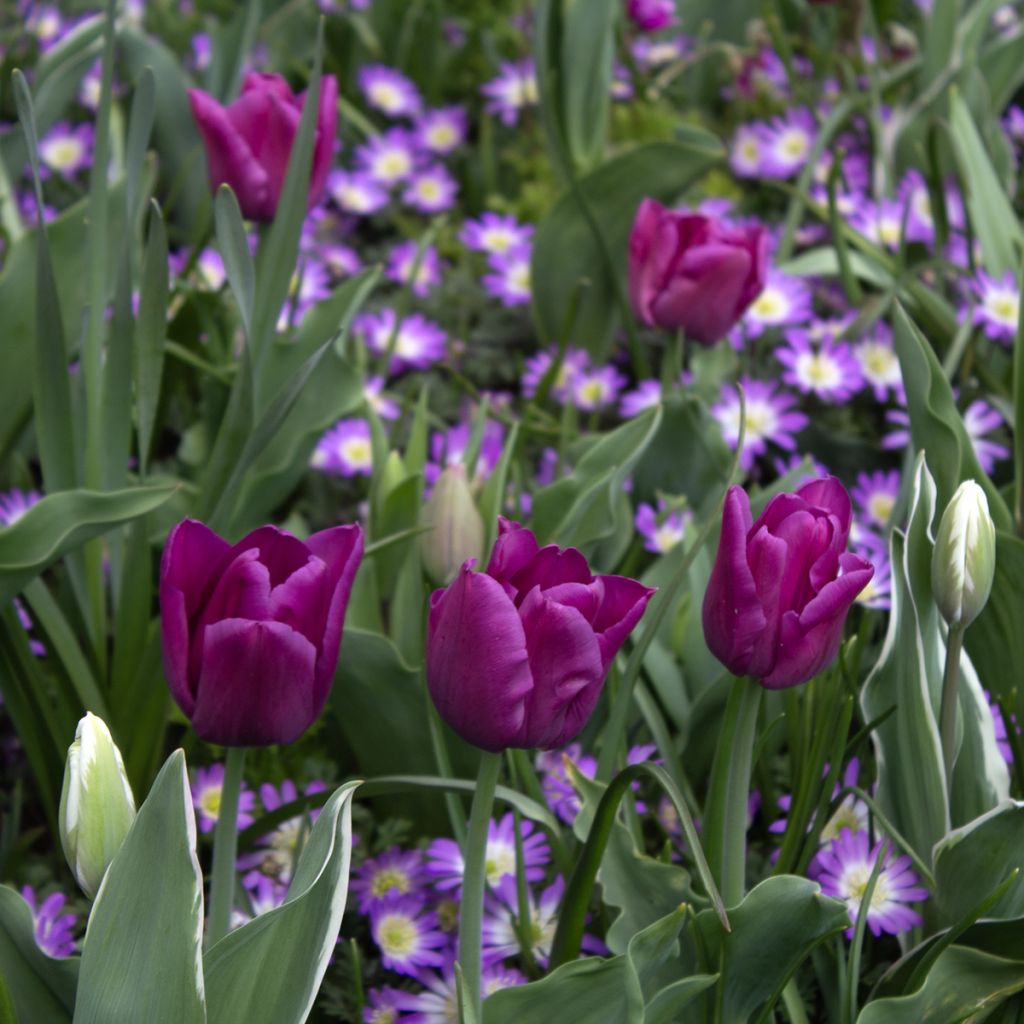 Tulipe Triomphe Passionale