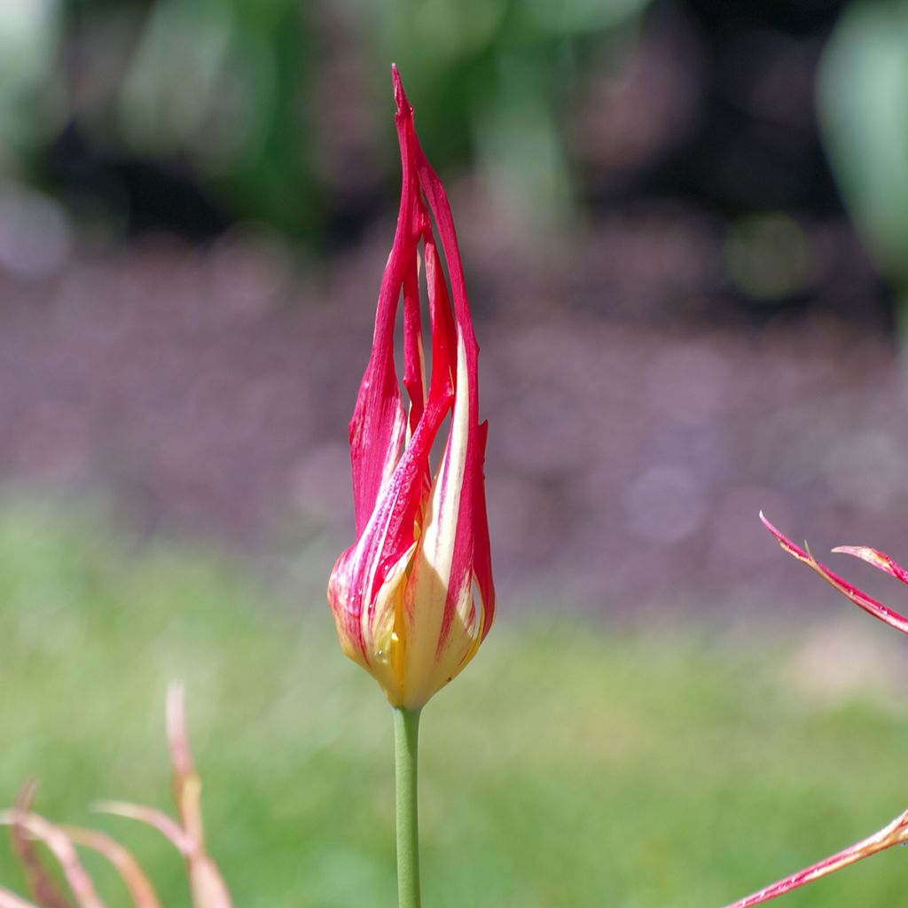 Tulipe botanique acuminata - Tulipe cornue