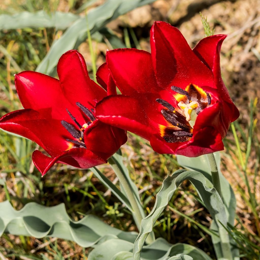 Tulipe botanique eichleri