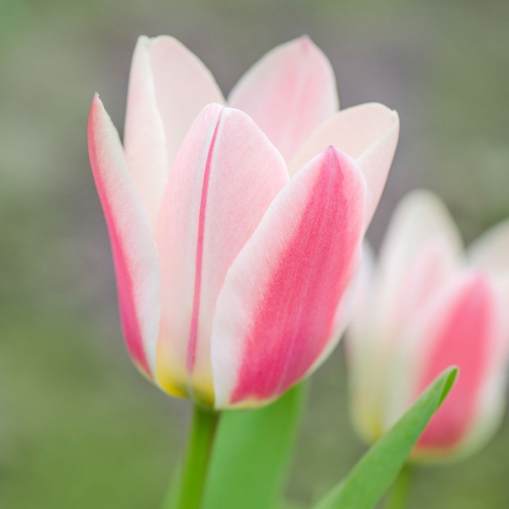 Tulipe botanique greigii Mary Ann