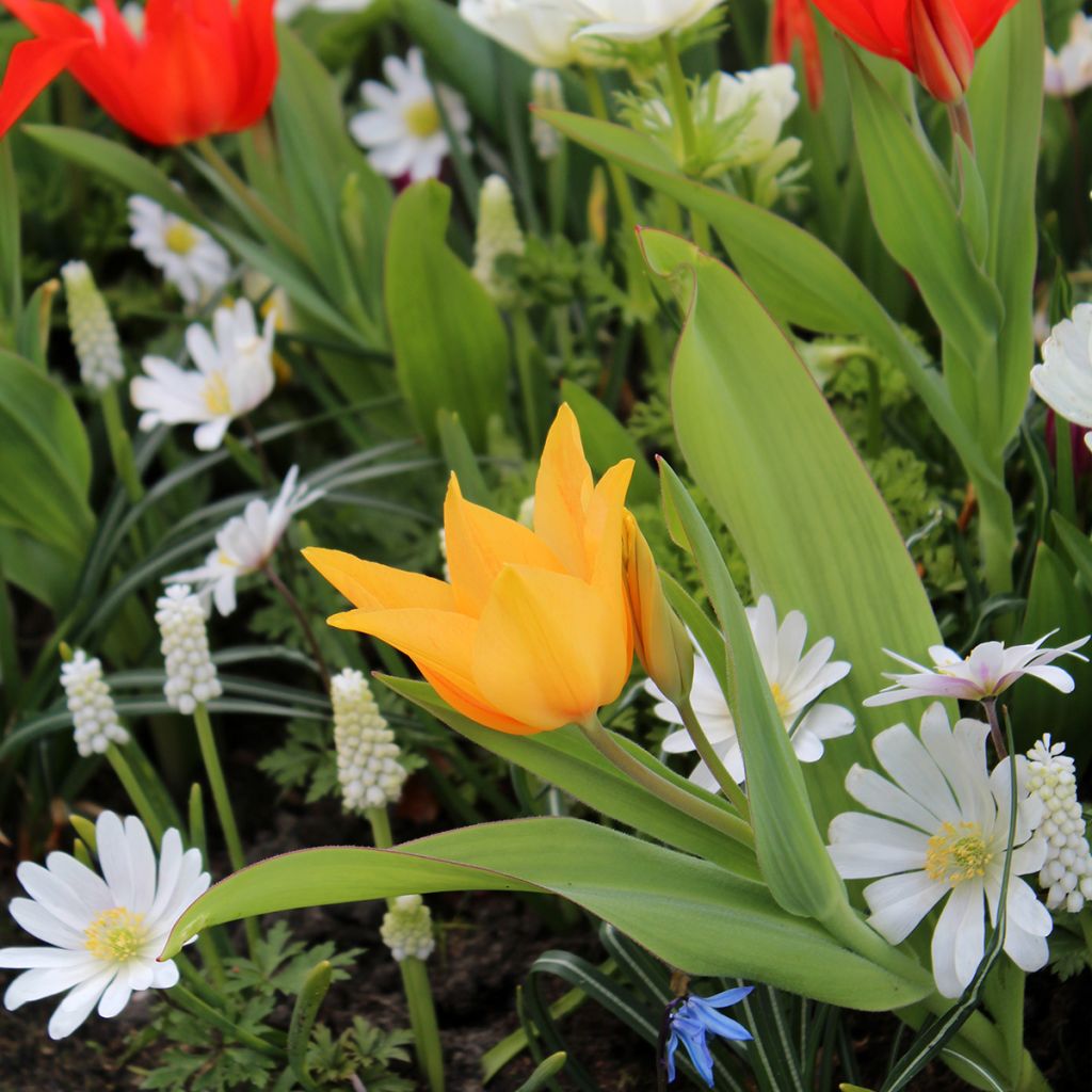 Tulipe botanique praestans Shogun