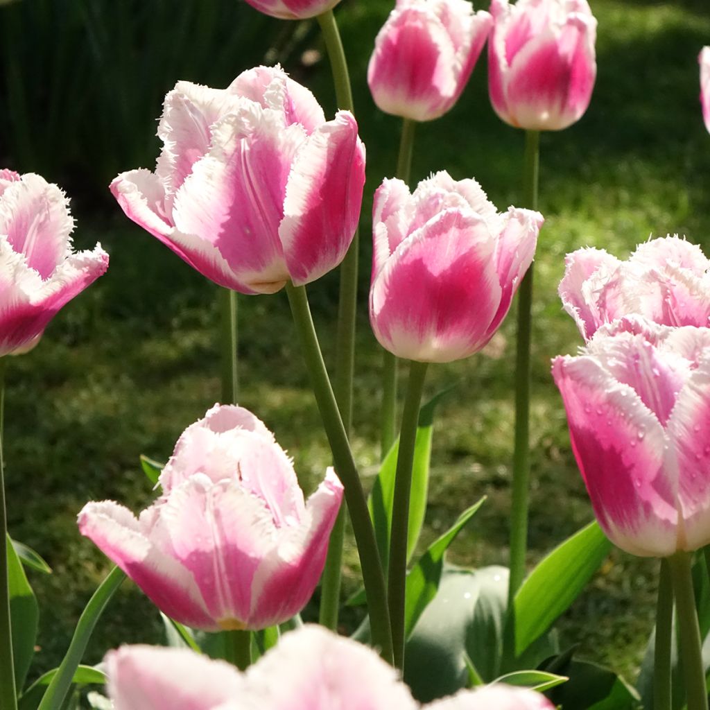 Tulipe dentelée Siesta