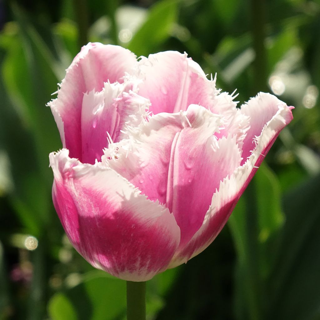 Tulipe dentelée Siesta