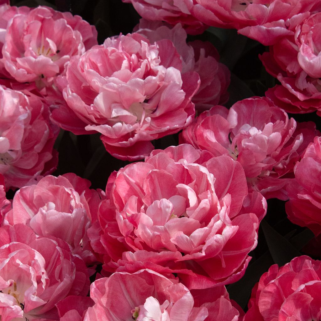 Tulipe double hâtive Foxtrot