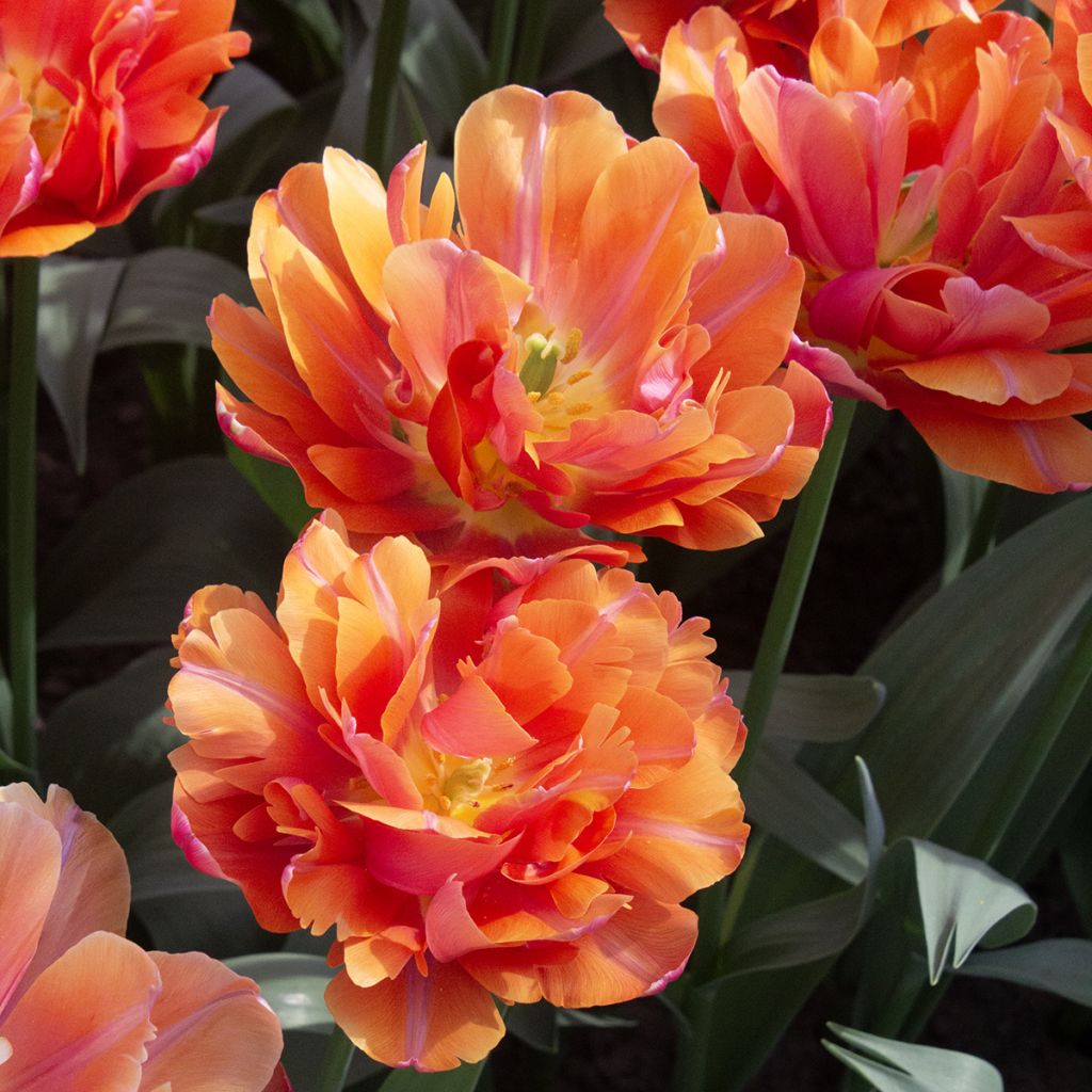 Tulipe double hâtive Orca