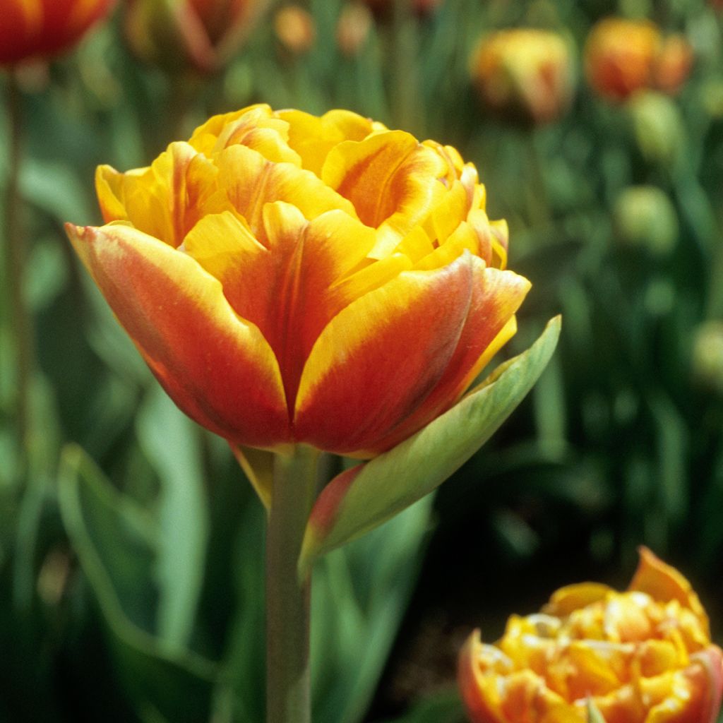 Tulipe double tardive Bonanza