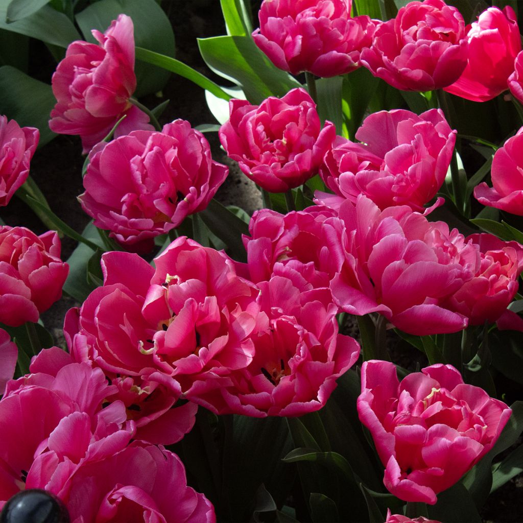 Tulipe double tardive Sunset Tropical*