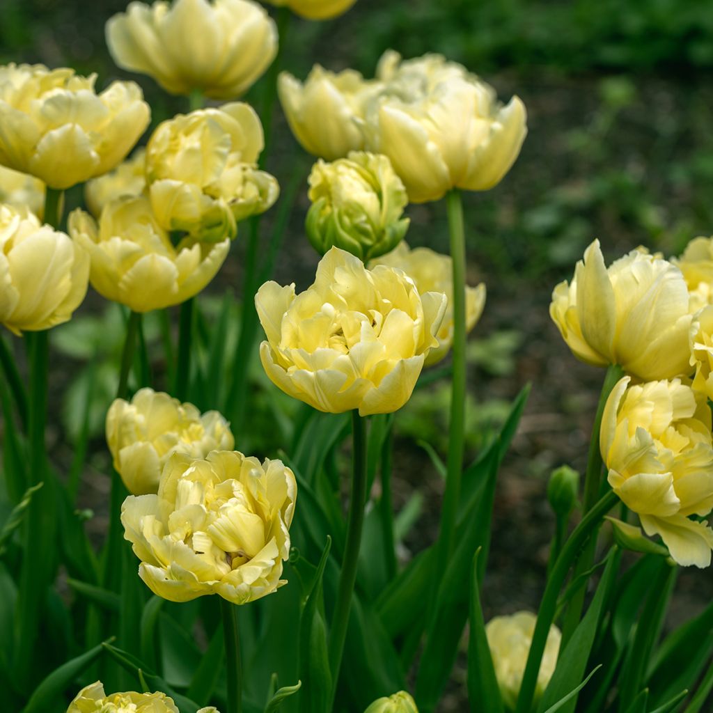 Tulipe double tardive Yellow Mountain