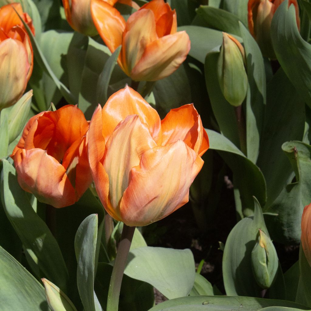 Tulipe fosteriana Orange Emperor