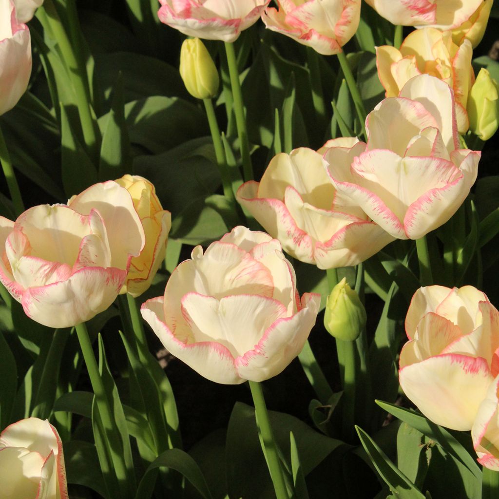 Tulipe pluriflore Rosy Bouquet