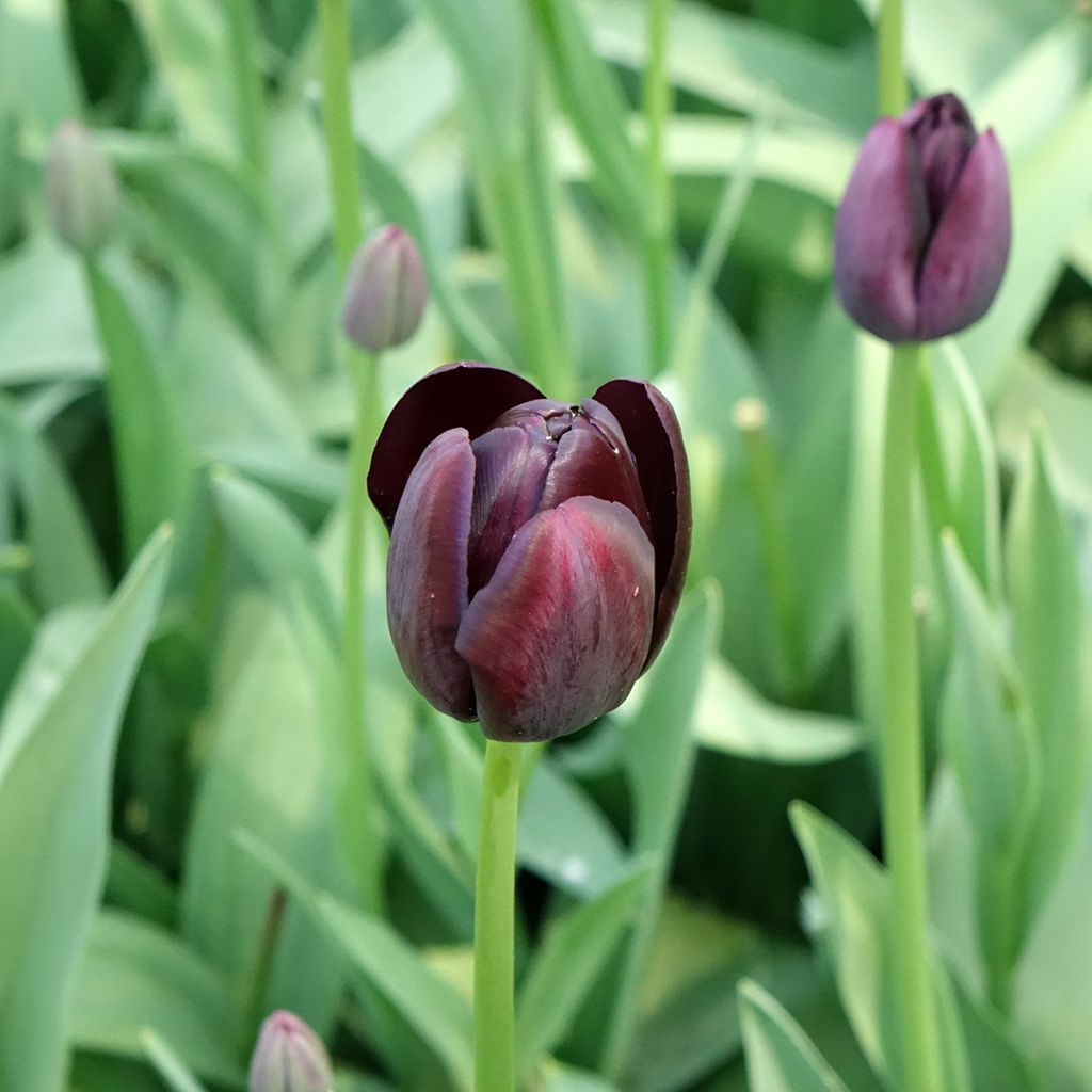 Tulipe simple tardive Reine de la Nuit