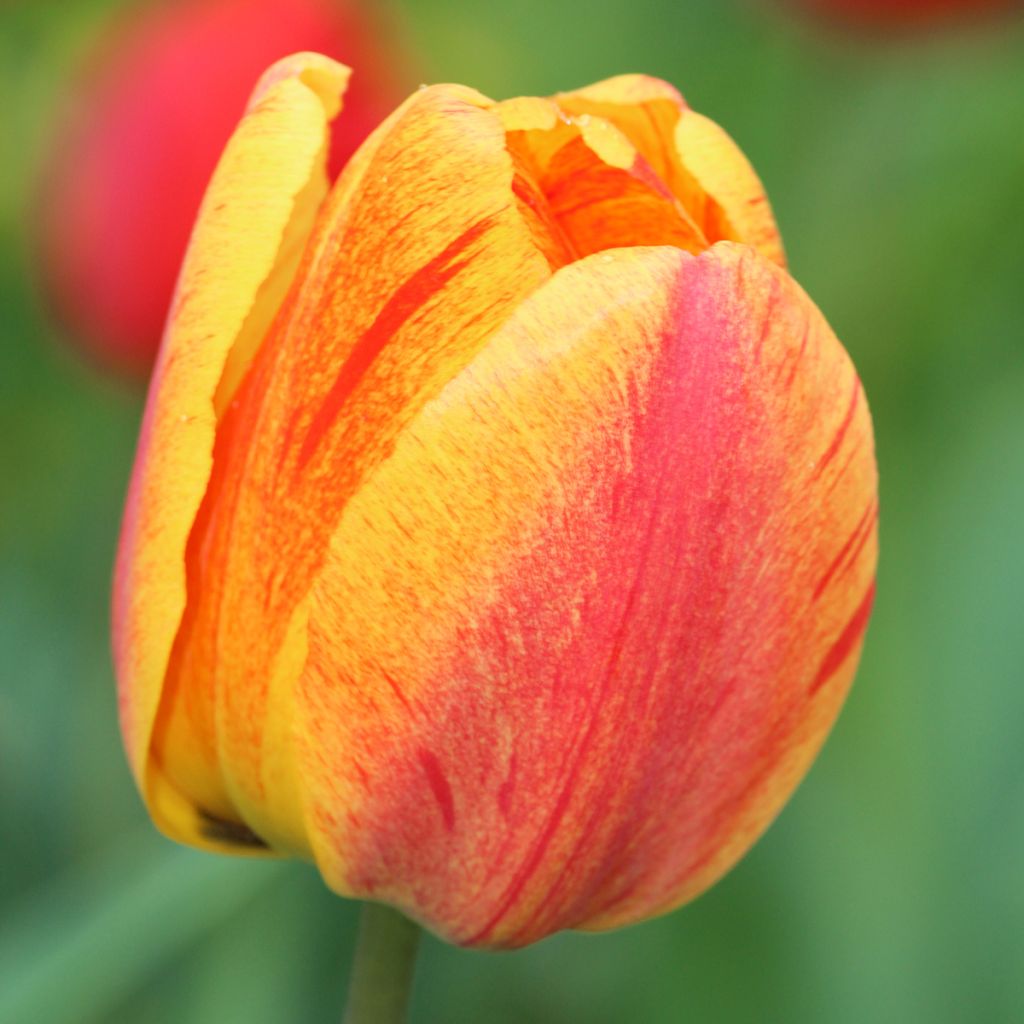 Tulipe simple tardive Rhapsody of Smiles