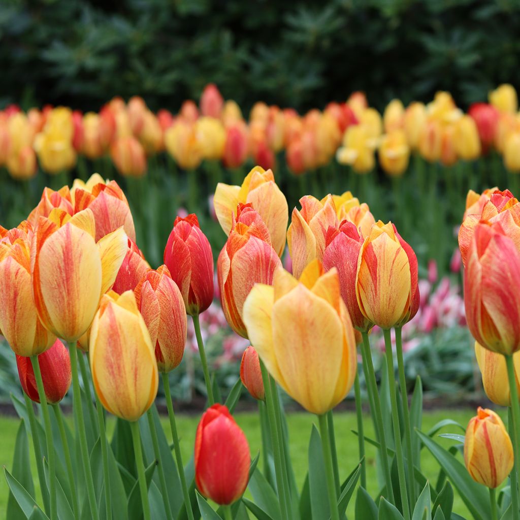 Tulipe simple tardive Rhapsody of Smiles