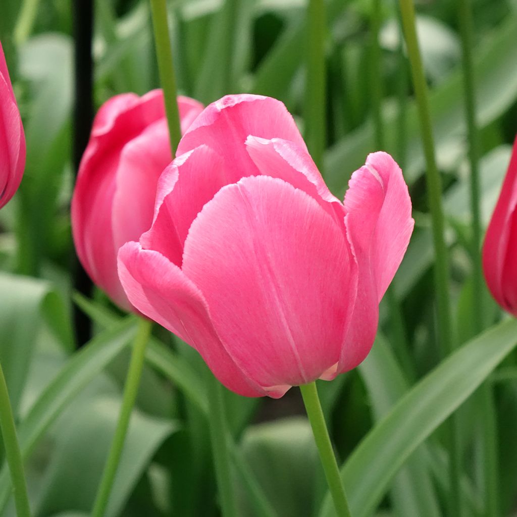 Tulipe simple tardive Yosemite (Wilja)