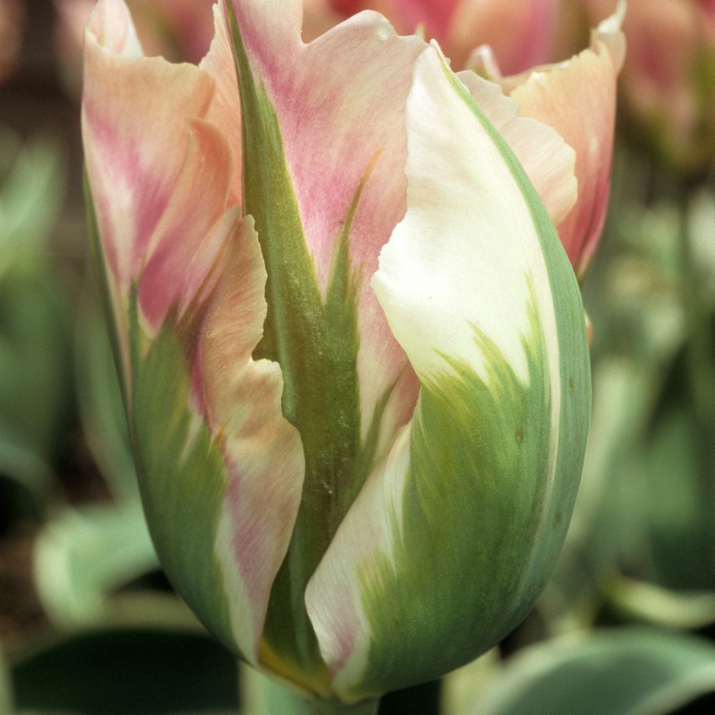 Tulipe viridiflora Blushing Artist