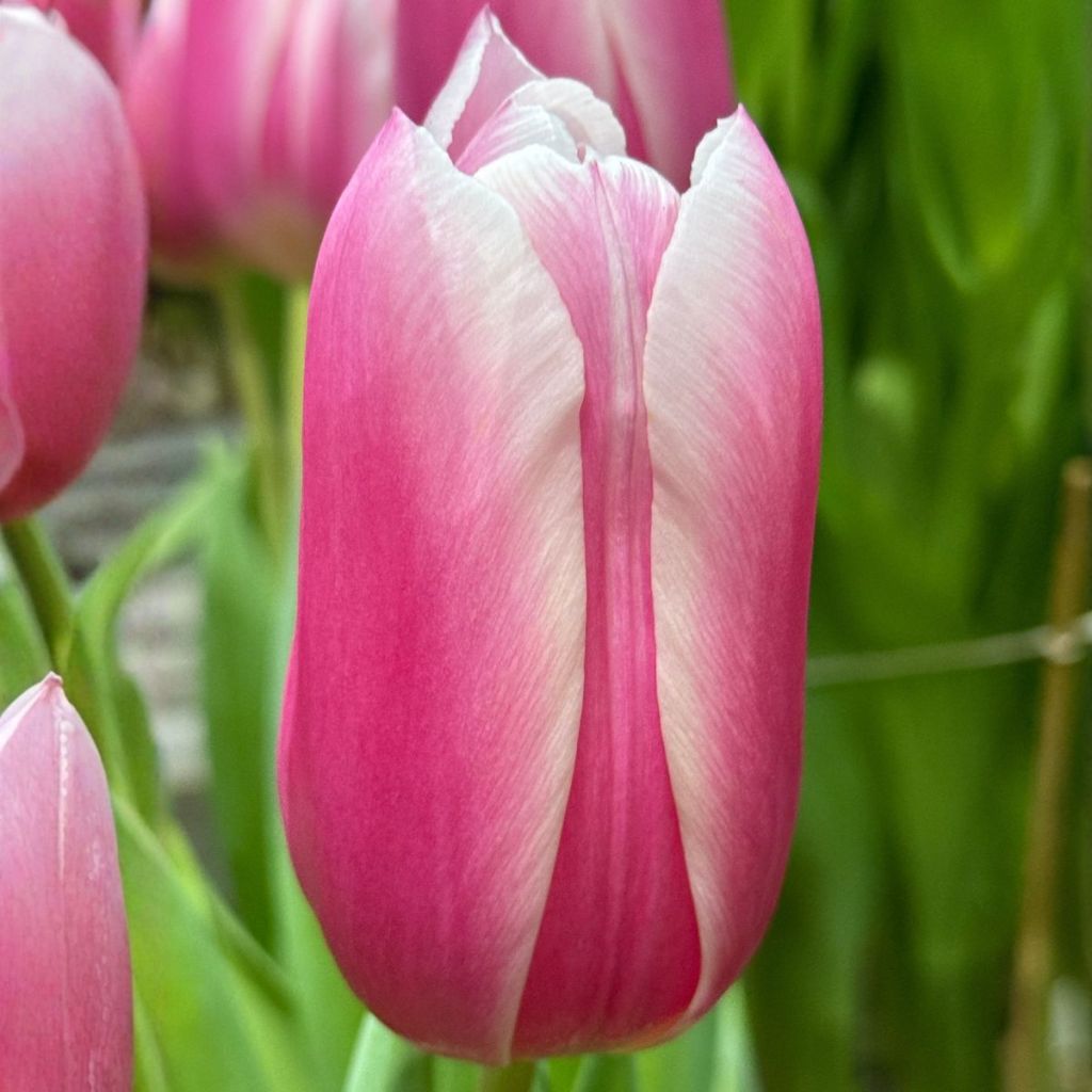 Tulipe Triomphe Kadima