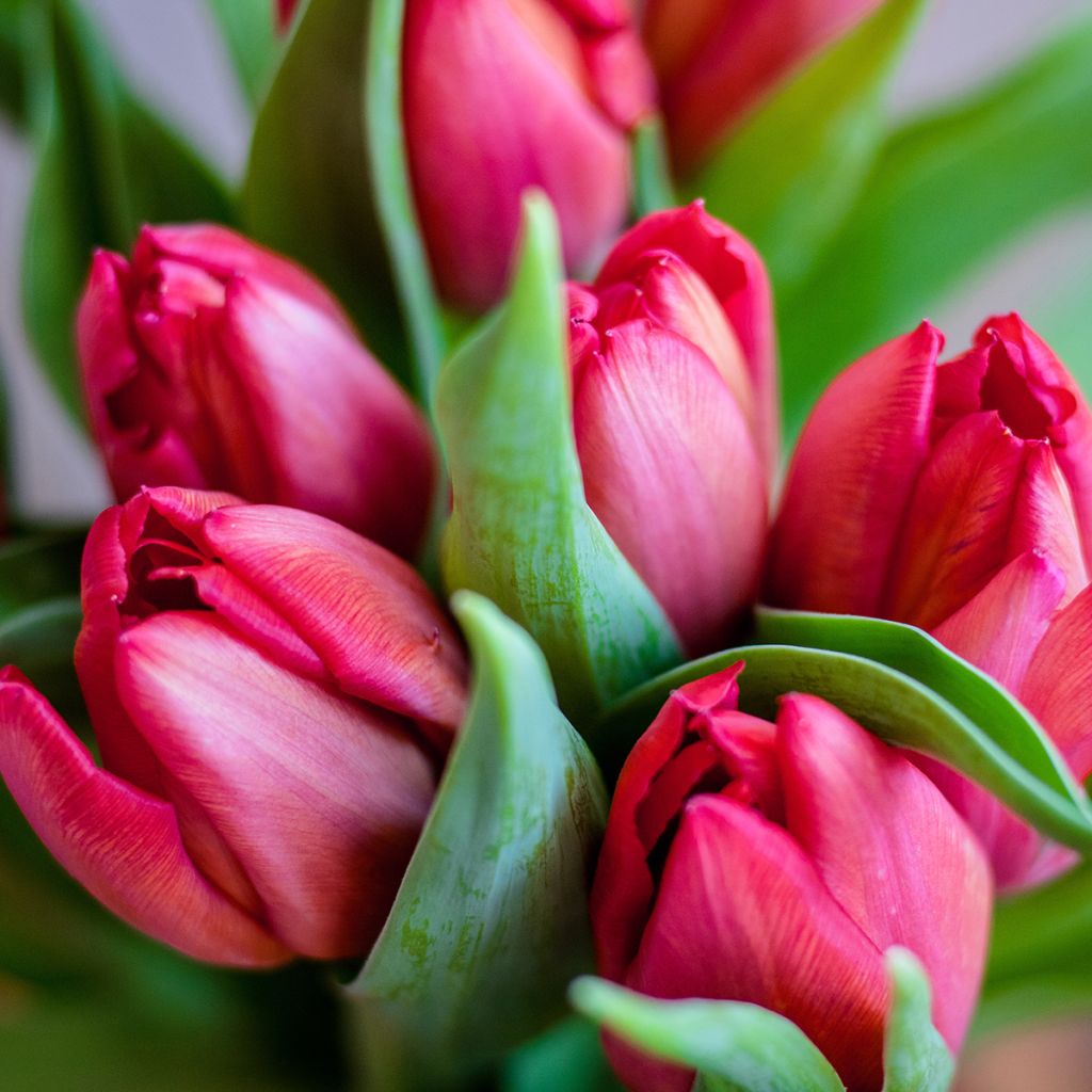 Tulipe pluriflore Happy Family