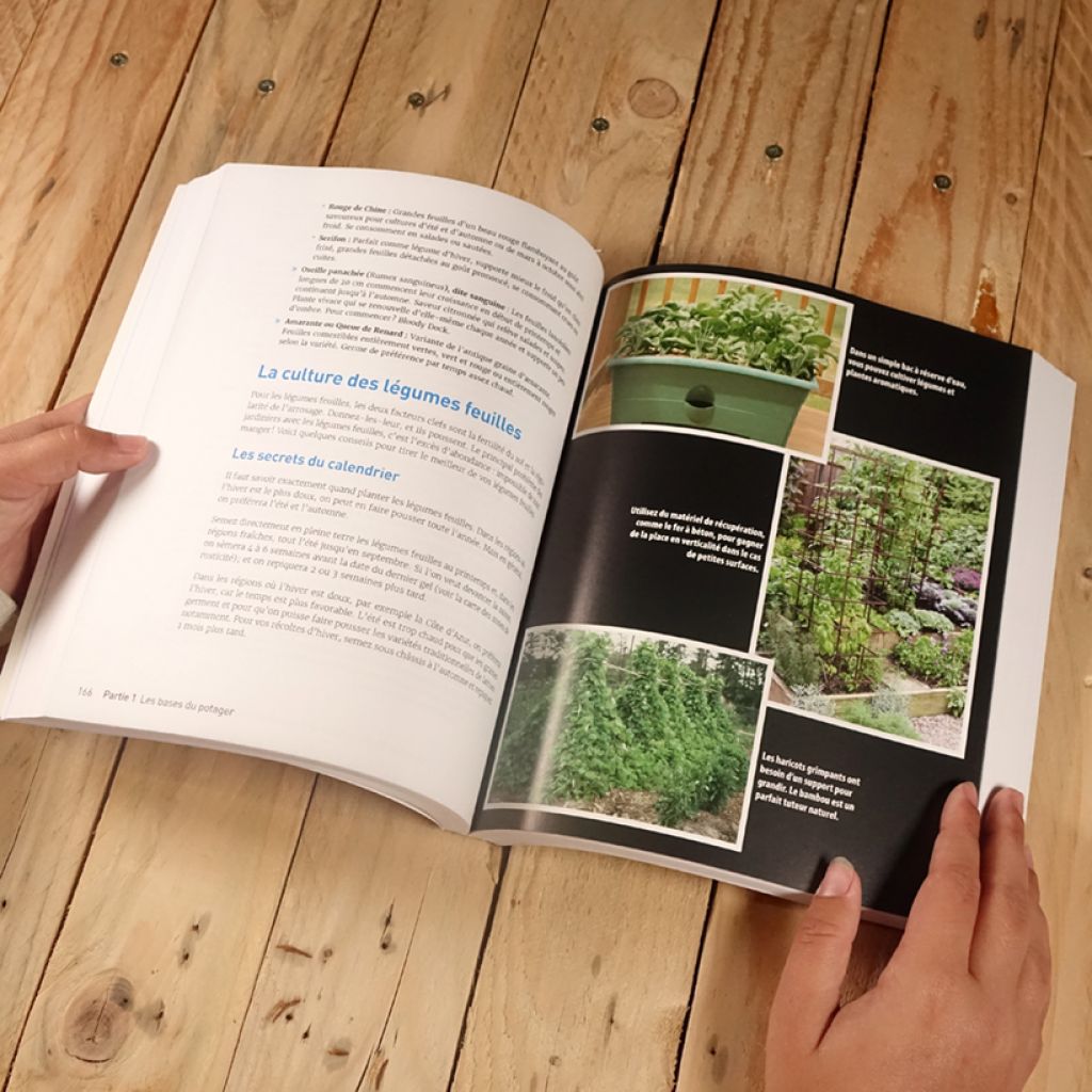 Un potager pour les Nuls