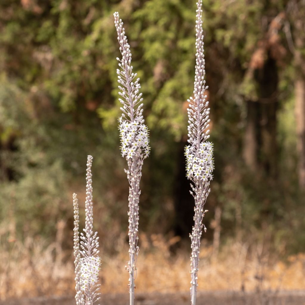 Urginea maritima - Scille de mer
