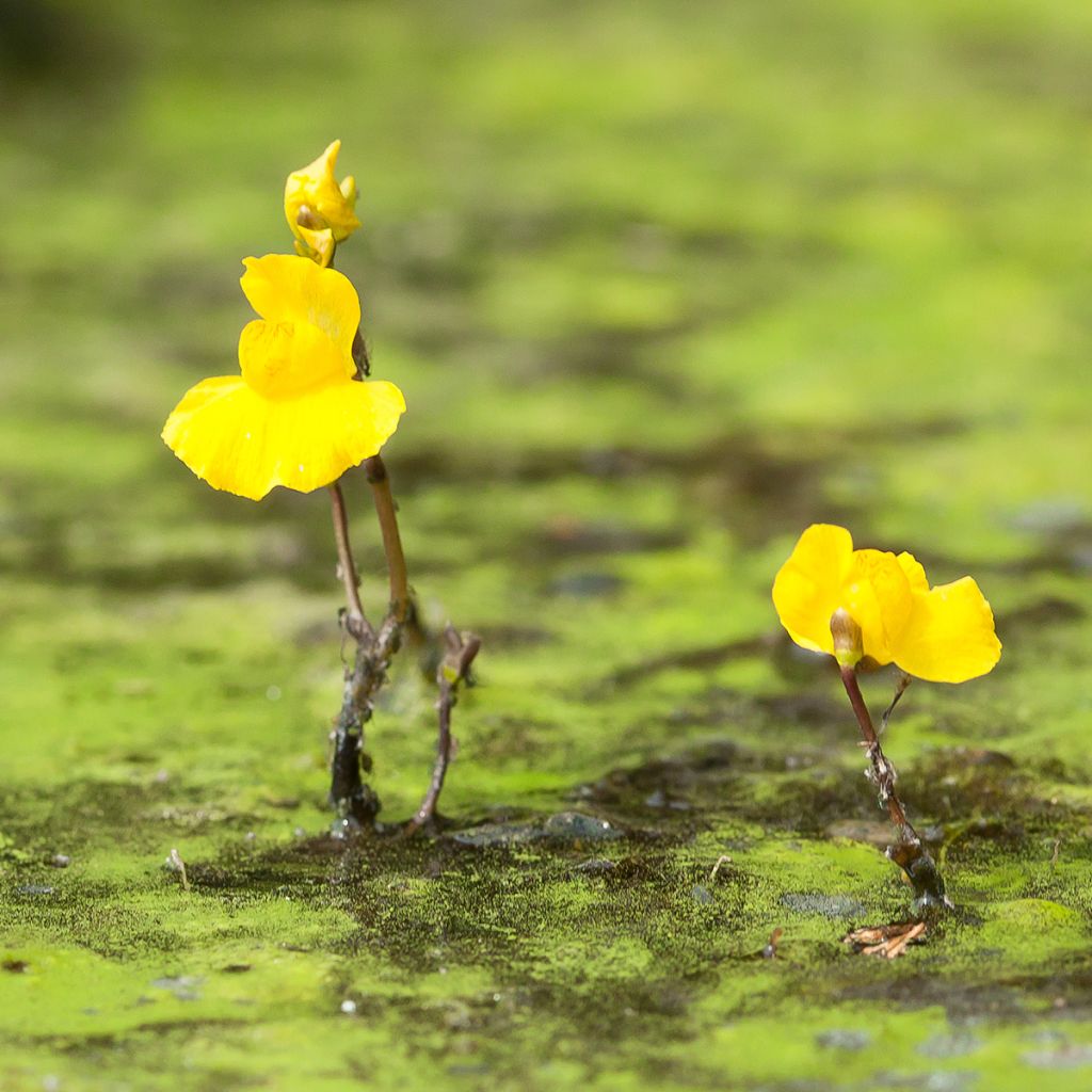 Utricularia vulgaris - Utriculaire commune