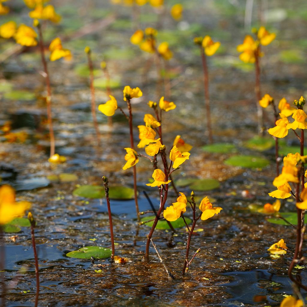 Utricularia vulgaris - Utriculaire commune